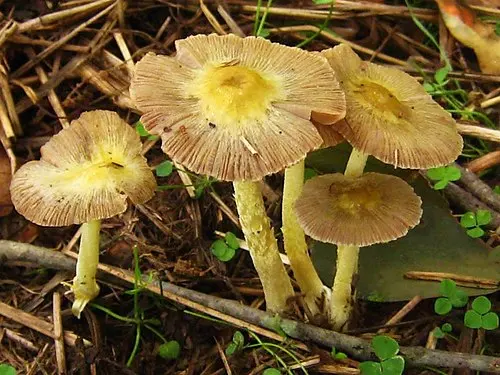 Another view of Yellow Fieldcap