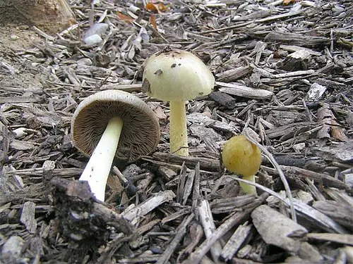 Another view of Yellow Fieldcap