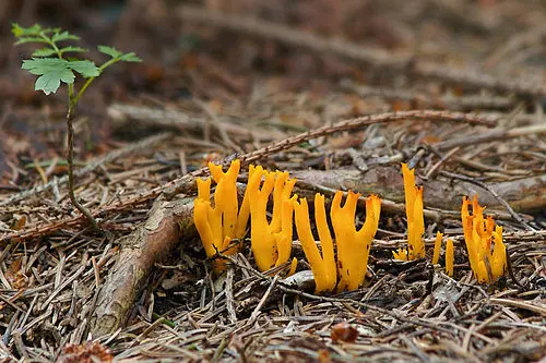 Another view of Yellow Staghorn