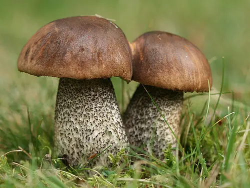 Brown Birch Bolete