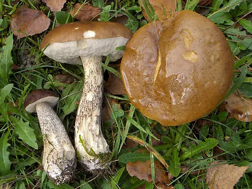 Another view of Brown Birch Bolete
