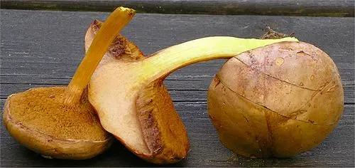Another view of Peppery Bolete