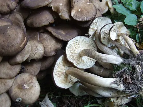 Clustered Domecap