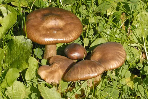 Another view of Clustered Domecap