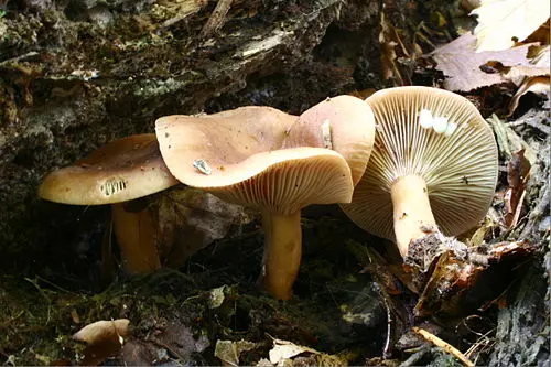 Another view of Mild Milkcap