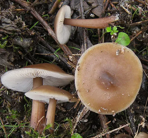 Buttery Collybia