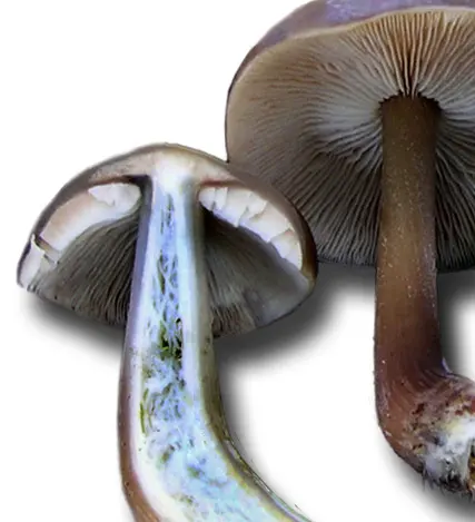 Another view of Buttery Collybia