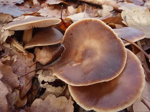 Another view of Buttery Collybia