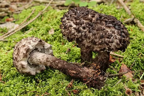 Old Man of the Woods