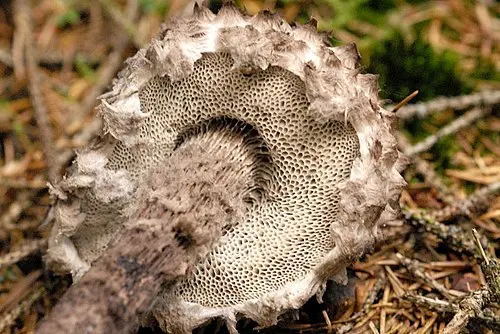Another view of Old Man of the Woods