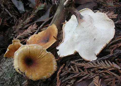 Another view of Bay Polypore
