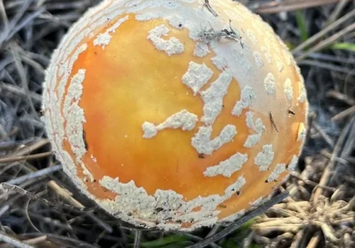 Peach-coloured Fly Agaric