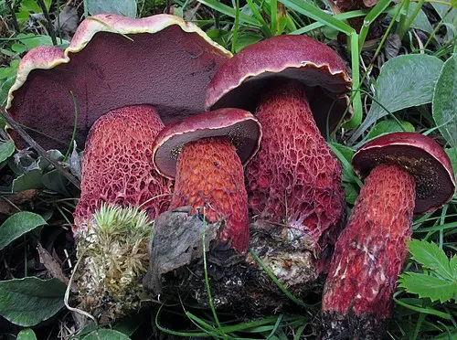 Another view of Frost's Bolete