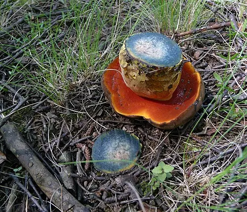 Another view of Scarletina Bolete