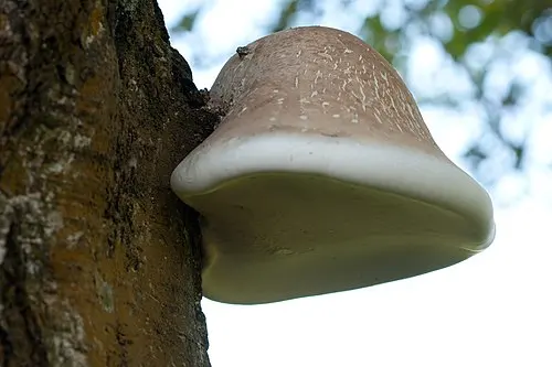 Birch Polypore