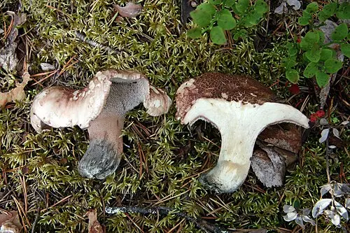 Bitter Tooth